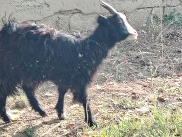 Salam təcili satılır hec bir problemi yoxdur yem ot yaxsi yeyır lalafo.az -da Salam təcili satılır hec bir problemi yoxdur yem ot yaxsi yeyır