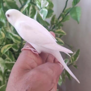 Məhsul: Dalmatin və klassik rəngli büdcə papağanları (bajji/paraket) lalafo.az -da Məhsul: Dalmatin və klassik rəngli büdcə papağanları (bajji/paraket)