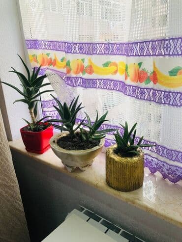 Aloe sukulent kolleksiyası - 6 ədəd Aloe növü sukulent (şaxəli və lalafo.az -da Aloe sukulent kolleksiyası - 6 ədəd Aloe növü sukulent (şaxəli və