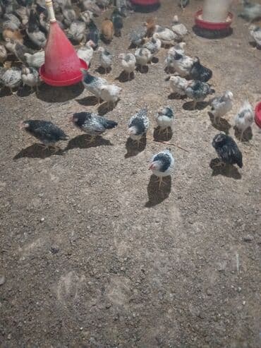 Toyuq cücələri, Ətlik lalafo.az -da Toyuq cücələri, Ətlik