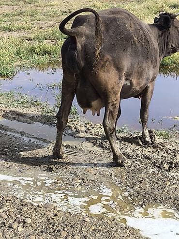 4 qarina bala verecey Mayin 25 insallah temiz saglam heyvandi 12 letr lalafo.az -da 4 qarina bala verecey Mayin 25 insallah temiz saglam heyvandi 12 letr