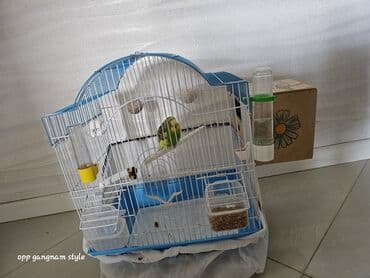 Papuqay qəfəsi və aksesuarlar dəsti - Material: metal barmaqlıqlar lalafo.az -da Papuqay qəfəsi və aksesuarlar dəsti - Material: metal barmaqlıqlar