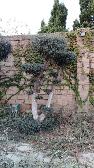 Ландшафтные работы: Bağ üçün dekorativ zeytun ağaclarının formaverilməsi və budama xidməti at lalafo.az — 4 Ландшафтные работы: Bağ üçün dekorativ zeytun ağaclarının formaverilməsi və budama xidməti — 4