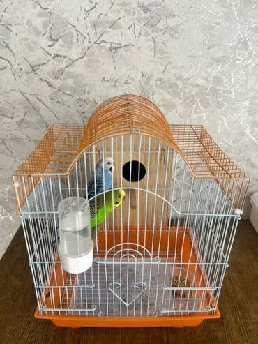 Лекарства для животных: Dalğalı iki cüt tutuquşular tam dəst qəfəs və yuvalıq ile bir yerde at lalafo.az — 11 Лекарства для животных: Dalğalı iki cüt tutuquşular tam dəst qəfəs və yuvalıq ile bir yerde — 11