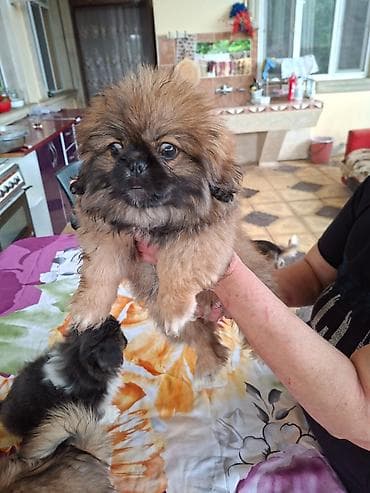 Pekines lalafo.az -da Pekines