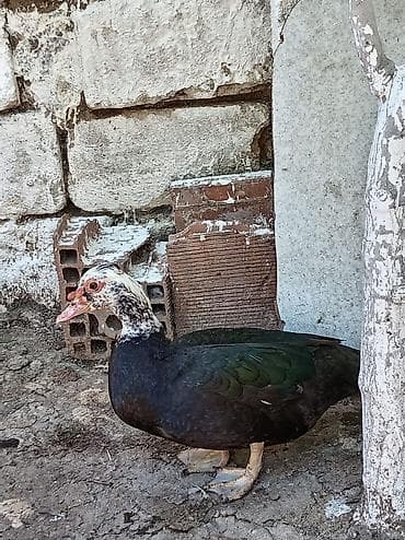 Muscovy ördəkləri (indo-ördəklər) – müxtəlif rəng çalarlarında Məhsul lalafo.az -da Muscovy ördəkləri (indo-ördəklər) – müxtəlif rəng çalarlarında Məhsul