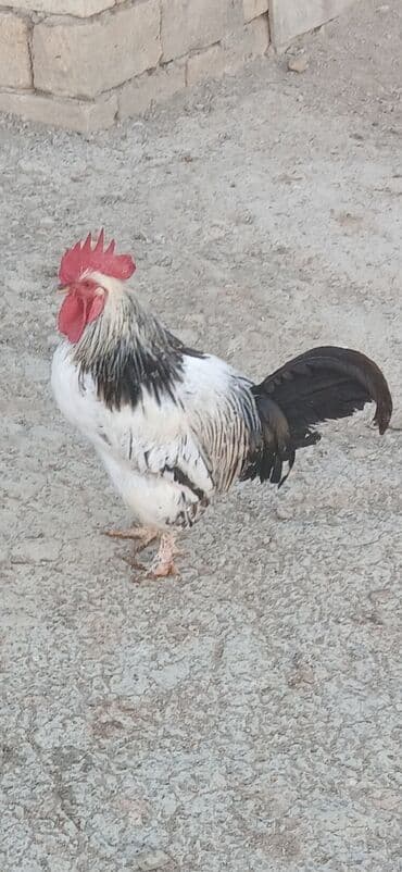 1yaşlı xoruz satıram şexsiteserüfatımdan .ördek de var isdeyen lalafo.az -da 1yaşlı xoruz satıram şexsiteserüfatımdan .ördek de var isdeyen