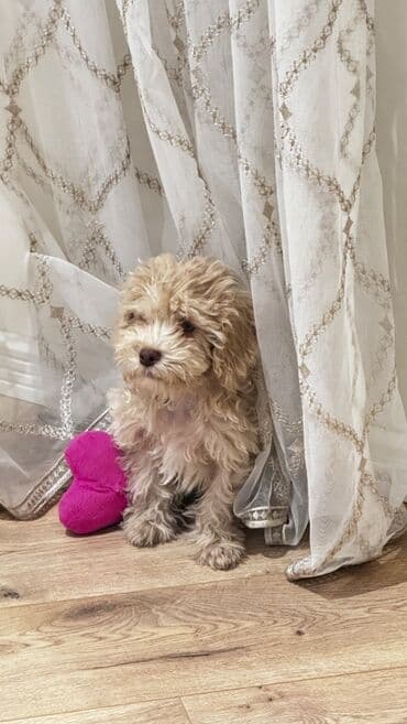 Pudel, 3 ay, Erkek, Ünvandan götürmə lalafo.az -da Pudel, 3 ay, Erkek, Ünvandan götürmə