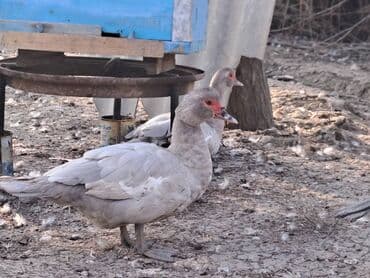 Варенье: Lal ördəklər satılır qiymət saya və cinsinə görə dəyişir at lalafo.az — 13 Варенье: Lal ördəklər satılır qiymət saya və cinsinə görə dəyişir — 13