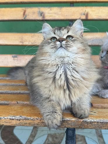 Qızıl şinşilla, Erkək lalafo.az -da Qızıl şinşilla, Erkək