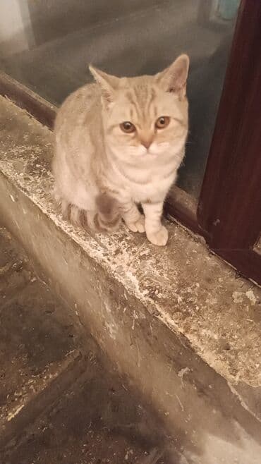 Britan lalafo.az -da Britan