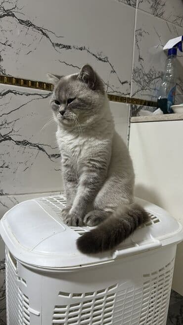 Britan lalafo.az -da Britan