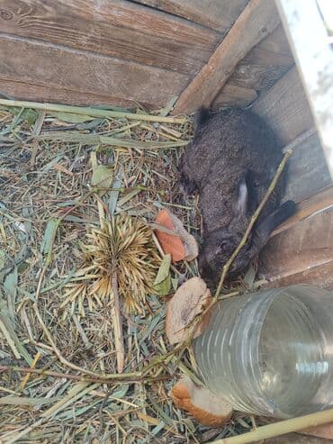 Taxta qəfəsdə qara rəngli ev dovşanı. Qəfəsin içində yonqar və saman lalafo.az -da Taxta qəfəsdə qara rəngli ev dovşanı. Qəfəsin içində yonqar və saman