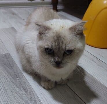 Şotland yastı qulaq, Dişi, Yaxşı əllərə, Ünvandan götürmə lalafo.az -da Şotland yastı qulaq, Dişi, Yaxşı əllərə, Ünvandan götürmə