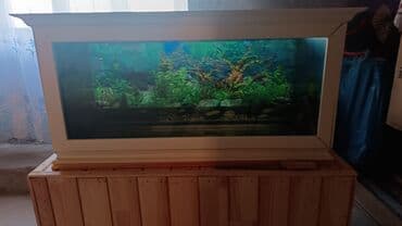 - Böyük ölçülü vitrin tipli akvaryum: geniş ön şüşə, dekorativ ağ lalafo.az -da - Böyük ölçülü vitrin tipli akvaryum: geniş ön şüşə, dekorativ ağ