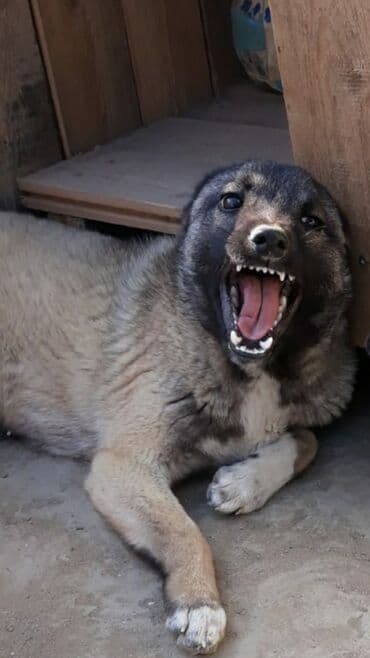 Kangal it satilir erkəhdi 5 ayliqdi lalafo.az -da Kangal it satilir erkəhdi 5 ayliqdi