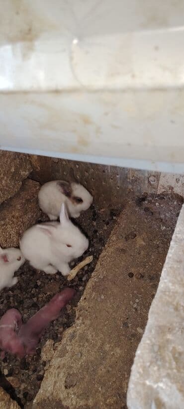 Məhsul: Dovşan balaları 8eded (bir neçə rəngdə) Təsvir: - Şəkillərdə lalafo.az -da Məhsul: Dovşan balaları 8eded (bir neçə rəngdə) Təsvir: - Şəkillərdə