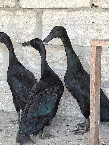 Dişi, Ətlik, Ünvandan götürmə, Ödənişli çatdırılma lalafo.az -da Dişi, Ətlik, Ünvandan götürmə, Ödənişli çatdırılma