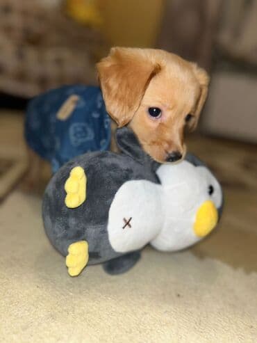 Labrador-retriver, 2 ay, Erkek lalafo.az -da Labrador-retriver, 2 ay, Erkek