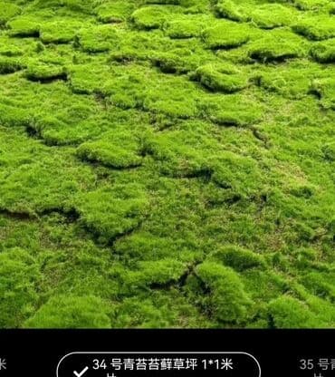 Bitki dərmanları: Məhsul: Təbiətvi̇ zolaqlı yosun/mahov örtüyü – hazır plitələr Təsvir lalafo.az -da — 8 Bitki dərmanları: Məhsul: Təbiətvi̇ zolaqlı yosun/mahov örtüyü – hazır plitələr Təsvir — 8