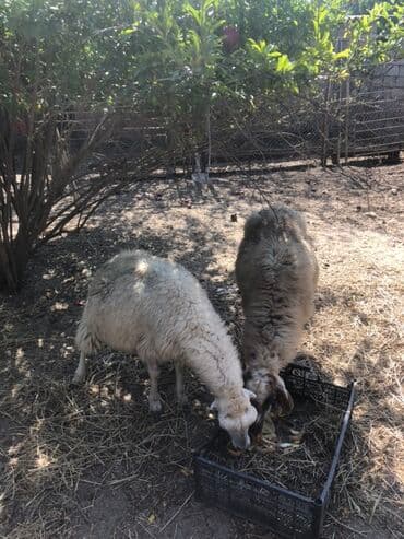 Məhsul: 2 baş qoyun Təsvir: - Şəkildə iki baş yerli cins qoyun lalafo.az -da Məhsul: 2 baş qoyun Təsvir: - Şəkildə iki baş yerli cins qoyun