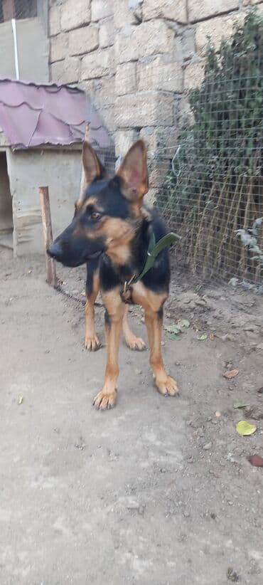 9 ay, Dişi lalafo.az -da 9 ay, Dişi