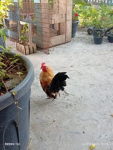 Seramo cüceleri Satılır uç eded - Cins: dekorativ, miniatür tip (bağ lalafo.az -da Seramo cüceleri Satılır uç eded - Cins: dekorativ, miniatür tip (bağ