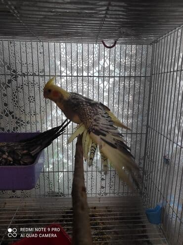 Nimfa (cockatiel) tutuquşuları – müxtəlif rəng mutasiyaları - Növ lalafo.az -da Nimfa (cockatiel) tutuquşuları – müxtəlif rəng mutasiyaları - Növ