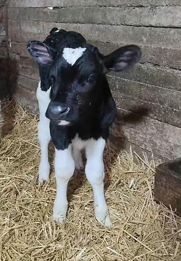 Holşteyn cinsli buzov qiymət 300 - Rəng: qara-ağ, alın nahiyəsində lalafo.az -da Holşteyn cinsli buzov qiymət 300 - Rəng: qara-ağ, alın nahiyəsində