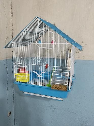 Salam guş salır 3 ayın guşudu kletkada üstündə verilir satılır cünki lalafo.az -da Salam guş salır 3 ayın guşudu kletkada üstündə verilir satılır cünki
