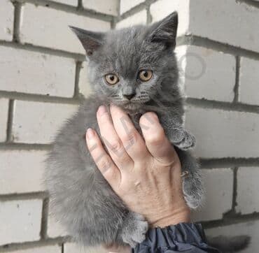 Britan, Erkək, Yaxşı əllərə, Ödənişli çatdırılma lalafo.az -da Britan, Erkək, Yaxşı əllərə, Ödənişli çatdırılma