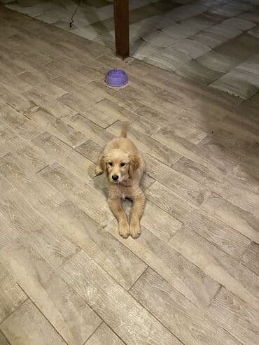 Retriever, 3 ay, Dişi, Peyvəndli, Pulsuz çatdırılma lalafo.az -da Retriever, 3 ay, Dişi, Peyvəndli, Pulsuz çatdırılma