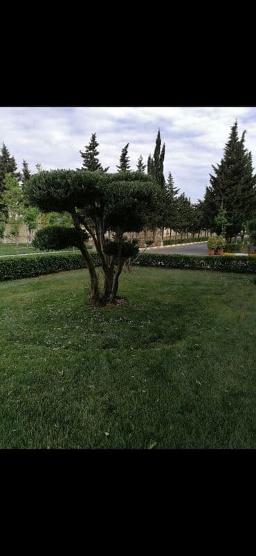 Tikiş: Bağban, 44 yaş, 5 ildən artıq təcrübə lalafo.az -da — 8 Tikiş: Bağban, 44 yaş, 5 ildən artıq təcrübə — 8