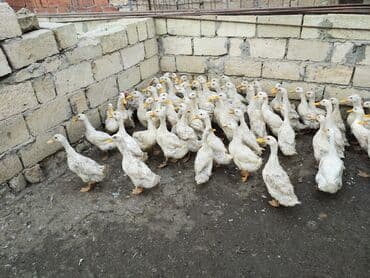 12.manata . 4 aylıq kuban Pekin ördekleri . 80 eder var gelib secib lalafo.az -da 12.manata . 4 aylıq kuban Pekin ördekleri . 80 eder var gelib secib
