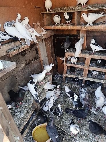 Satlr içdə ucsdu Qusarda var 0708017784 baxa bilmrm lalafo.az -da Satlr içdə ucsdu Qusarda var 0708017784 baxa bilmrm