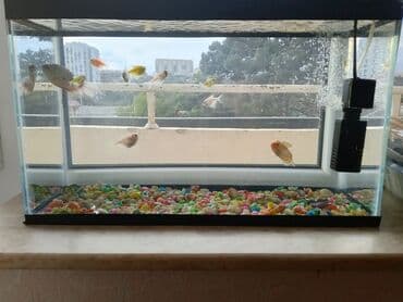 Balıqlar və akvaryum biryerdə satilir lalafo.az -da Balıqlar və akvaryum biryerdə satilir