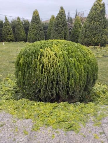 Bağban, 35 il, Təcrübəli lalafo.az -da Bağban, 35 il, Təcrübəli