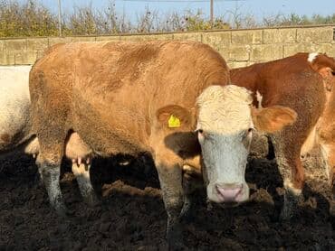 Simmental tipli inək - Rəng: açıq-qəhvəyi gövdə, ağ baş və sinə - lalafo.az -da Simmental tipli inək - Rəng: açıq-qəhvəyi gövdə, ağ baş və sinə -
