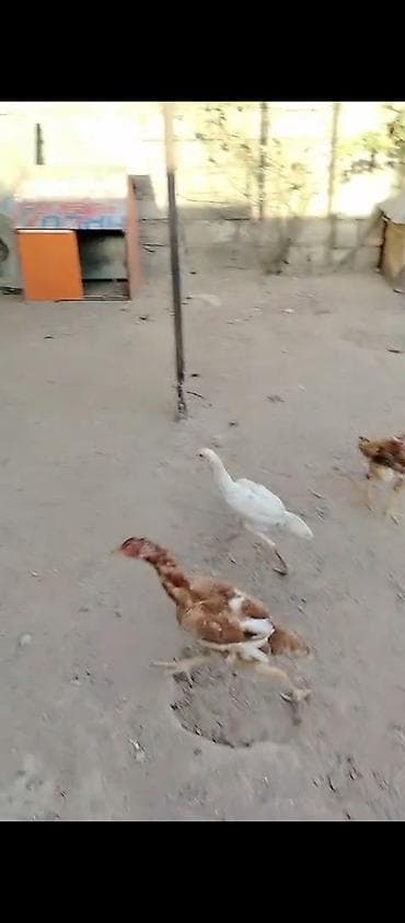 Heyrati fere toyuqlar lalafo.az -da Heyrati fere toyuqlar