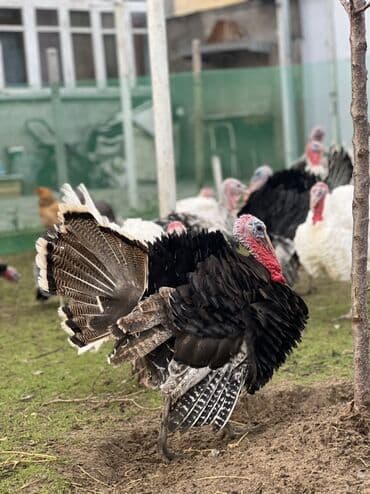 Erkək, Damazlıq lalafo.az -da Erkək, Damazlıq