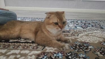 Şotland, Erkək, Cütləşmə üçün lalafo.az -da Şotland, Erkək, Cütləşmə üçün