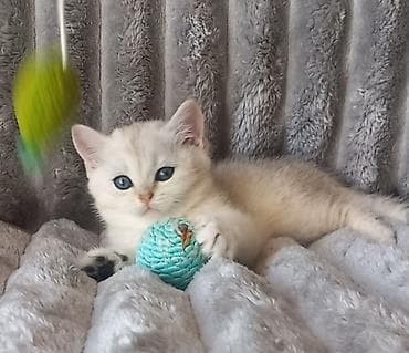 Британская, Самец, В добрые руки, Самовывоз at lalafo.az Британская, Самец, В добрые руки, Самовывоз