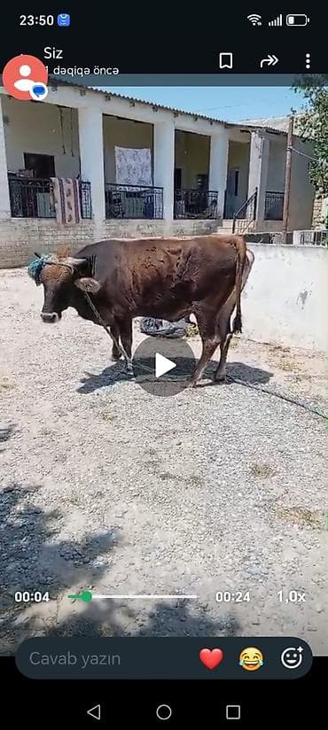 Süd inəyi – qəhvəyi rəng, buynuzlu. Videoda kənd həyətində bağlı lalafo.az -da Süd inəyi – qəhvəyi rəng, buynuzlu. Videoda kənd həyətində bağlı