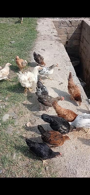 Toyuq cücələri, Damazlıq lalafo.az -da Toyuq cücələri, Damazlıq