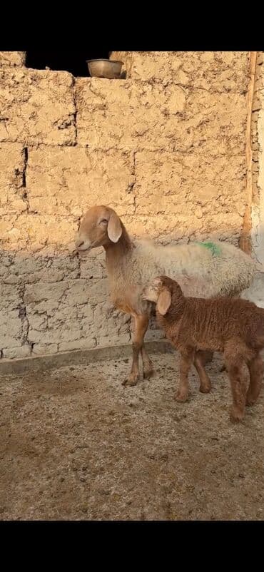 Qoyun ana bala ilə - Növ: Yerli cins quzu ilə ana qoyun - Ana lalafo.az -da — 10 Qoyun ana bala ilə - Növ: Yerli cins quzu ilə ana qoyun - Ana — 10