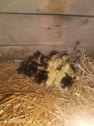 Lal ordey 10 denedi Unvan Xacmaz Qara Qurdu kəndi lalafo.az -da Lal ordey 10 denedi Unvan Xacmaz Qara Qurdu kəndi