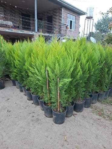 *Limonlu yolka 1,20. 1,30 boyları unvan Hovsan biri 13Azn ünvan Hövsan lalafo.az -da *Limonlu yolka 1,20. 1,30 boyları unvan Hovsan biri 13Azn ünvan Hövsan