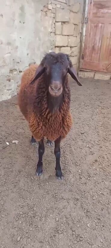 Salam ekiz tay erkeydi ata anasi qırmızyun heyvandi martda 1 yasi lalafo.az -da Salam ekiz tay erkeydi ata anasi qırmızyun heyvandi martda 1 yasi