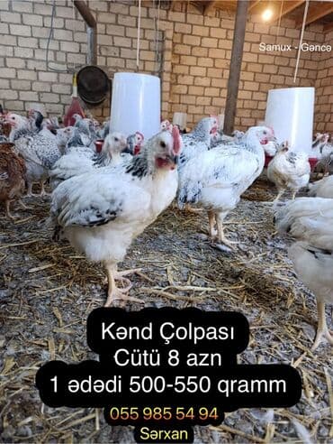 Toyuq cücələri, Ətlik lalafo.az -da Toyuq cücələri, Ətlik