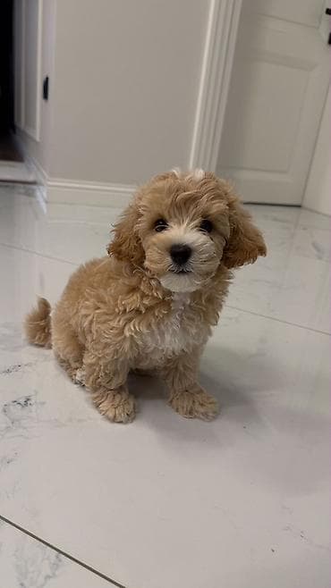 Maltipoo 3 ayliq erkek satilir lalafo.az -da Maltipoo 3 ayliq erkek satilir